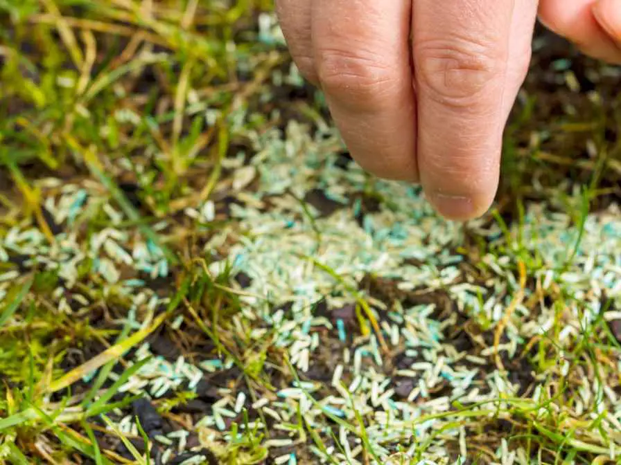 Planting Grass Seeds in Winter