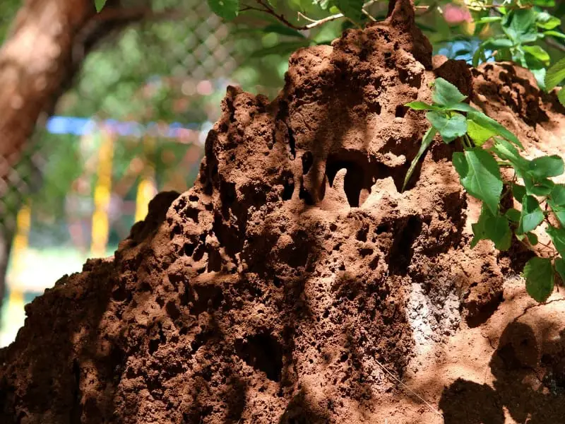 Termite damaged wood structure outdoors