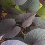 Purple Sweet Potato Vine