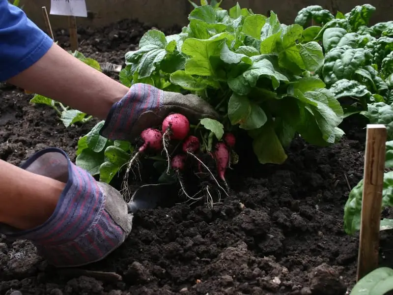 Radishes serve as a flea beetle trap crop