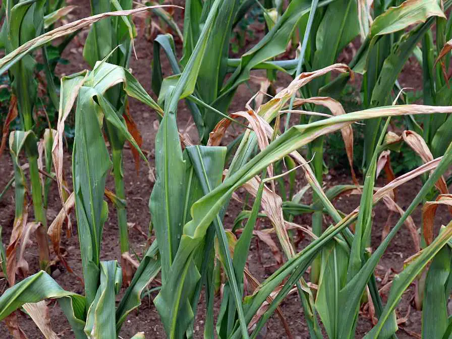 Save a Dying Corn Plant