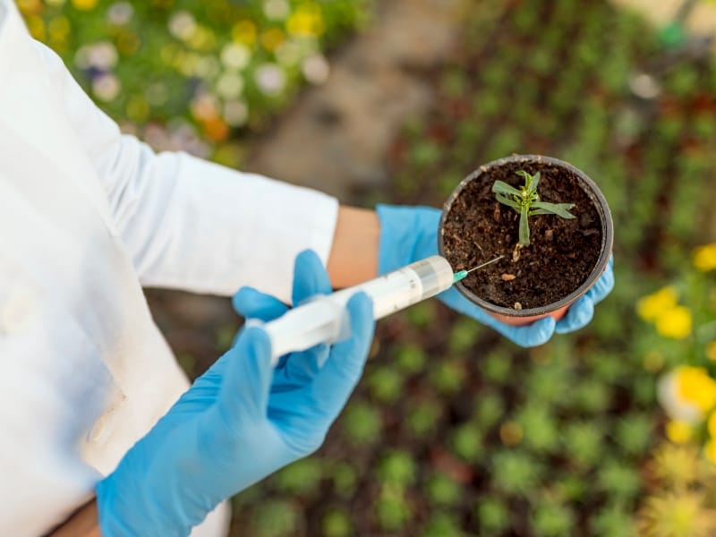 Injecting treatment into young plant soil
