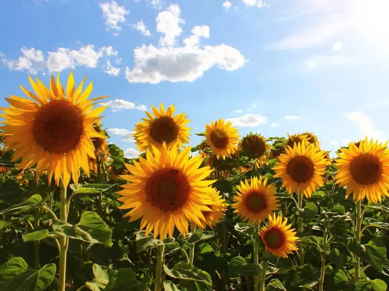 Sunflowers in the field facing Sun
