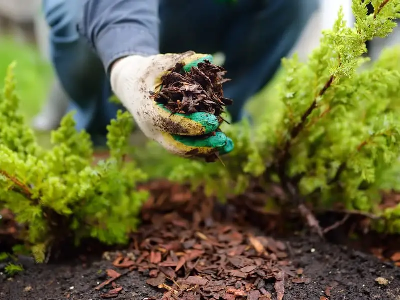Adding mulch and organic matter to clay soil
