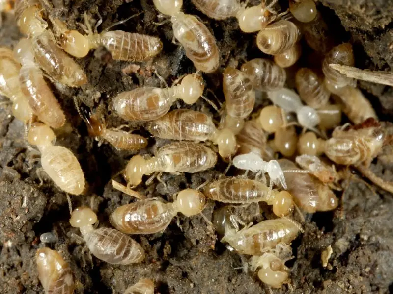 Close up of termite colony underground