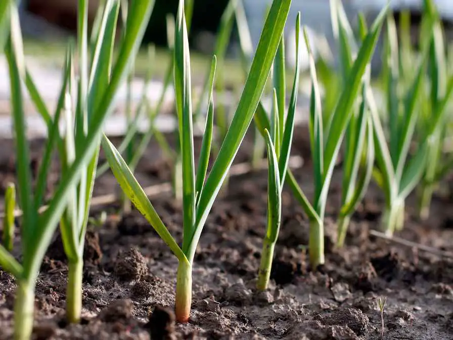 growing Garlic From Cloves