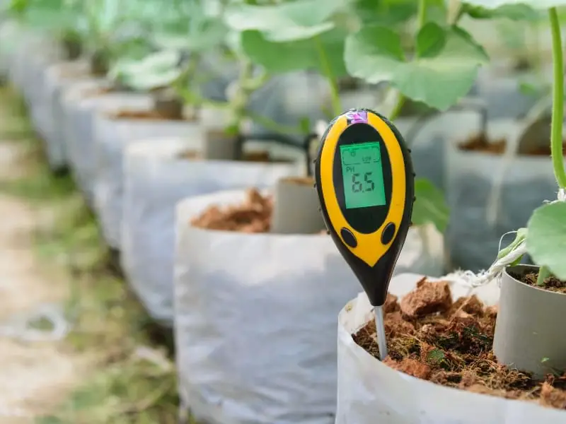Checking pH level of soil by pH meter