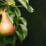 plant Pear Seeds