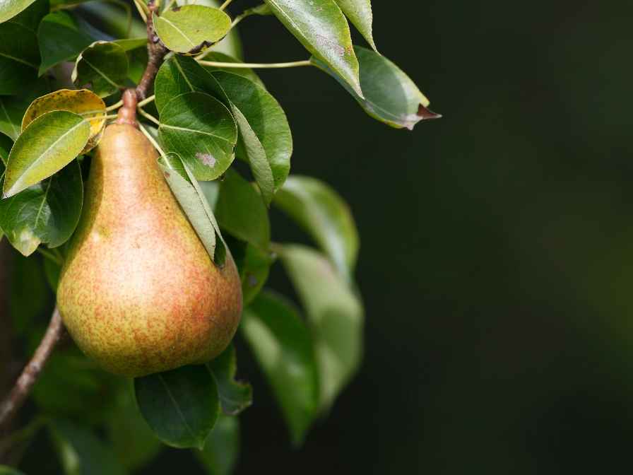 plant Pear Seeds