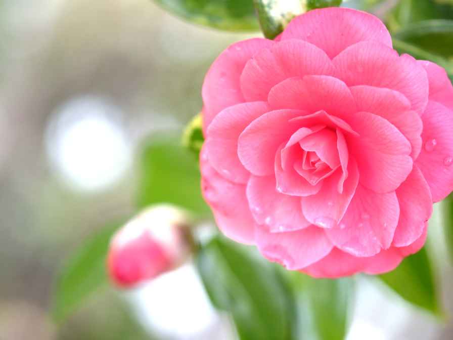 Camellia Flowering Plants