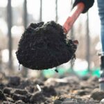 Garden Soil For Arizona
