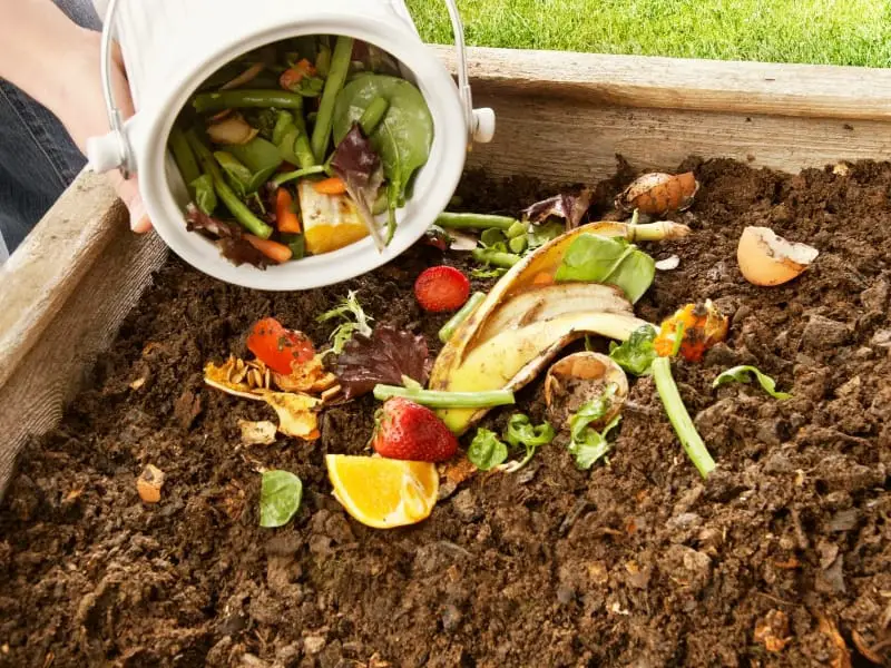 Compost of leftover kitchen food