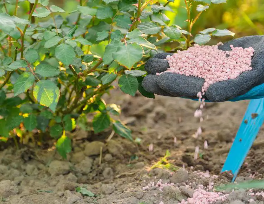 What to Use When Garden Soil Needs Nitrogen