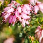 Winter Heath Flowering Plants