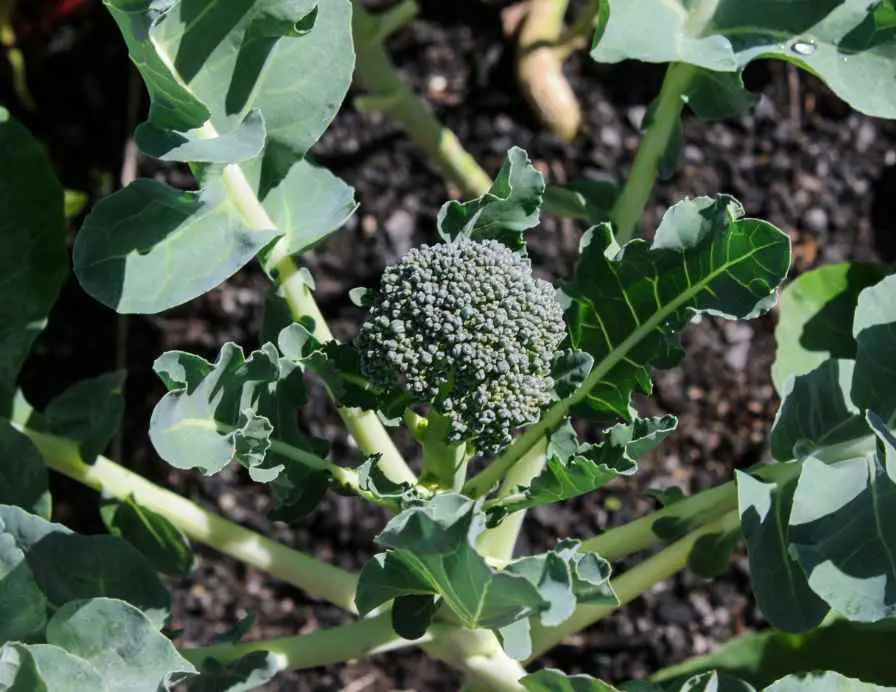 Broccoli plant in winter