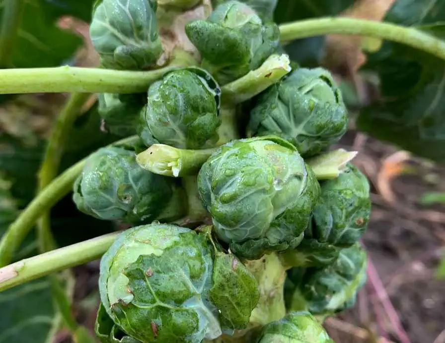 Brussels Sprouts plant in winter