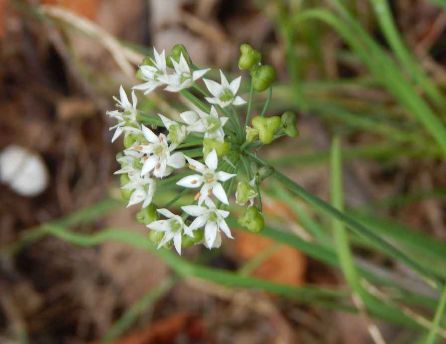 Garlic Plant in the Fall