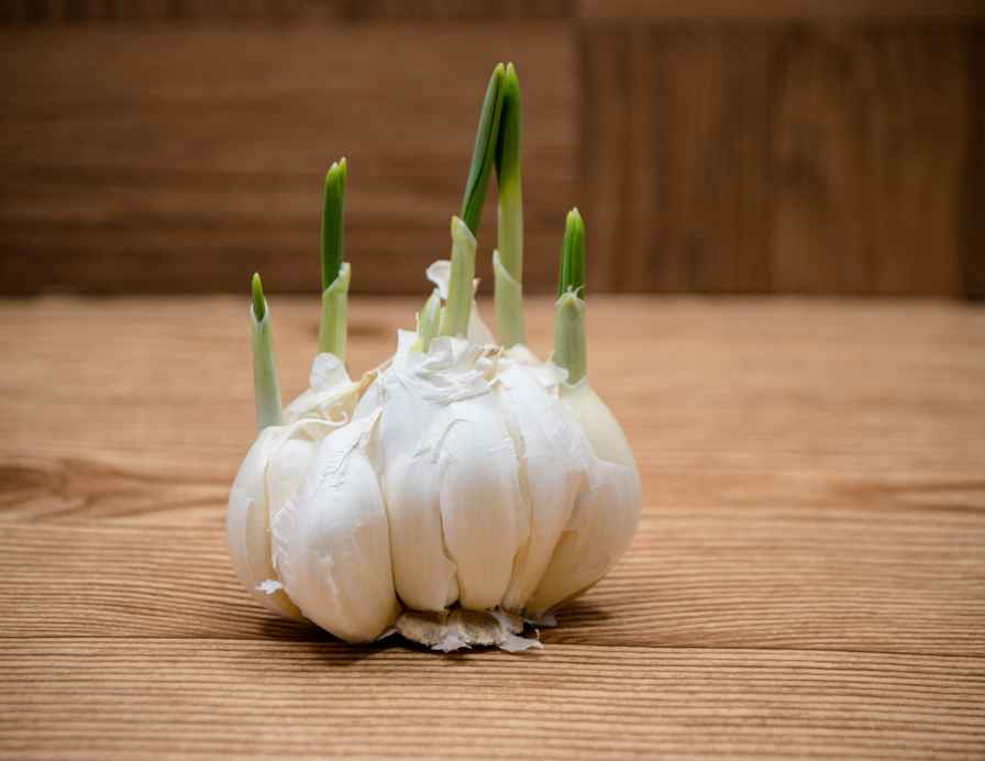Garlic Variety to Plant in the Fall