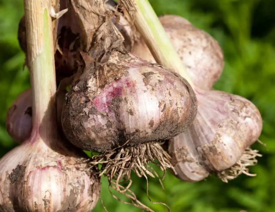 Garlic harvest