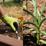 Growing-Garlic-in-fall