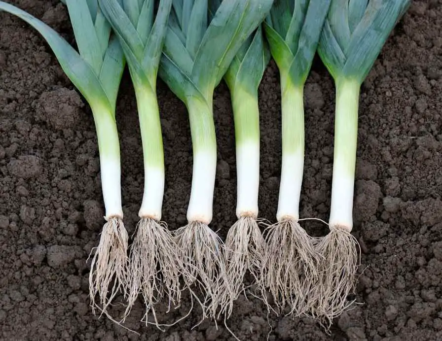 Leeks plant in winter