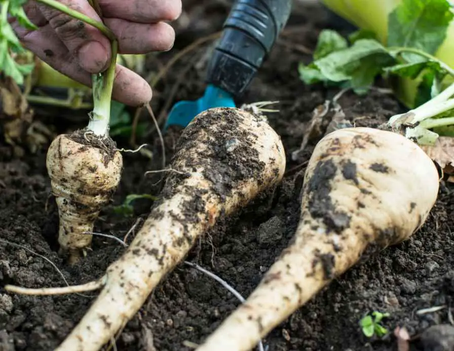 Parsnips plant in winter