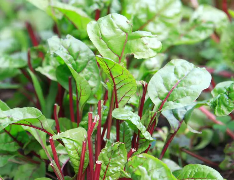 Swiss Chard plant in winter