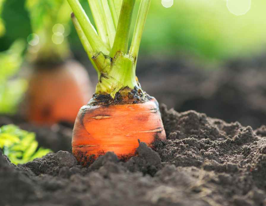 carrot plant in winter