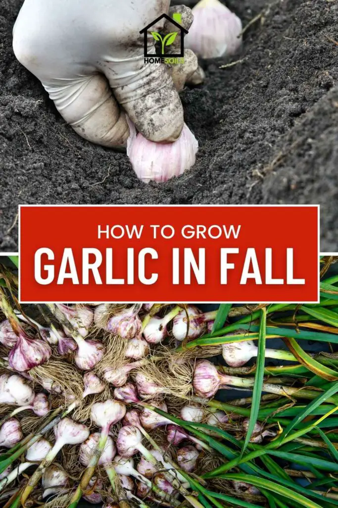 how to grow garlic in fall