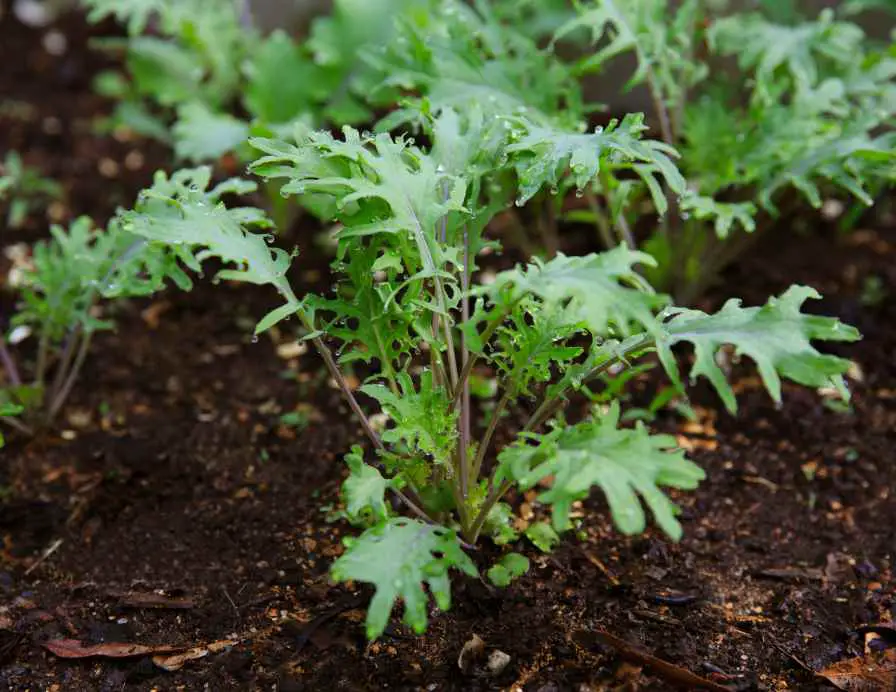 kale plant in winter