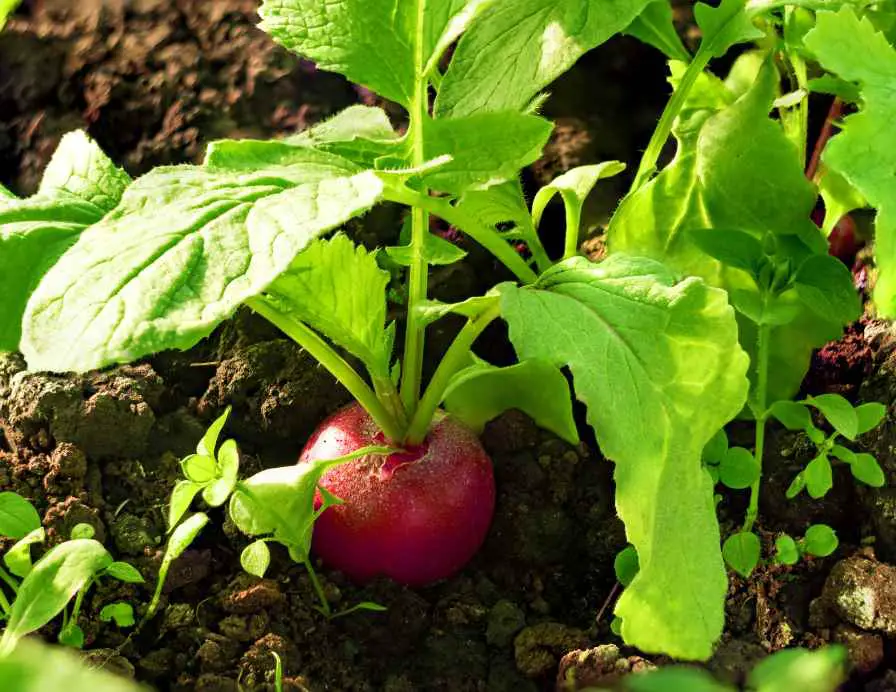 radishes plant in winter