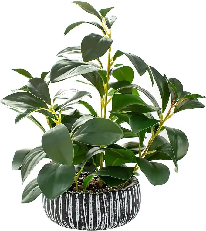A lush green potted plant with large, shiny leaves is displayed in a round black pot adorned with vertical white stripes.