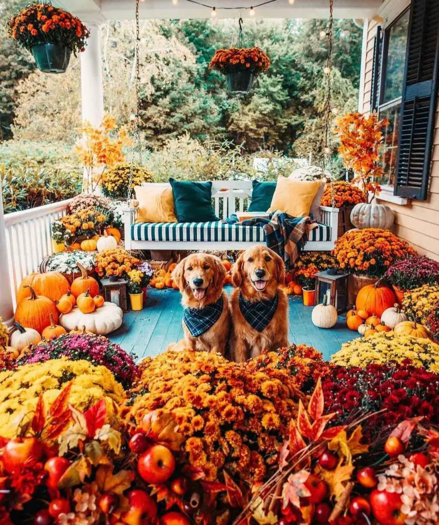 Golden retrievers on porch surrounded by pumpkins, chrysanthemums, and autumn decor.