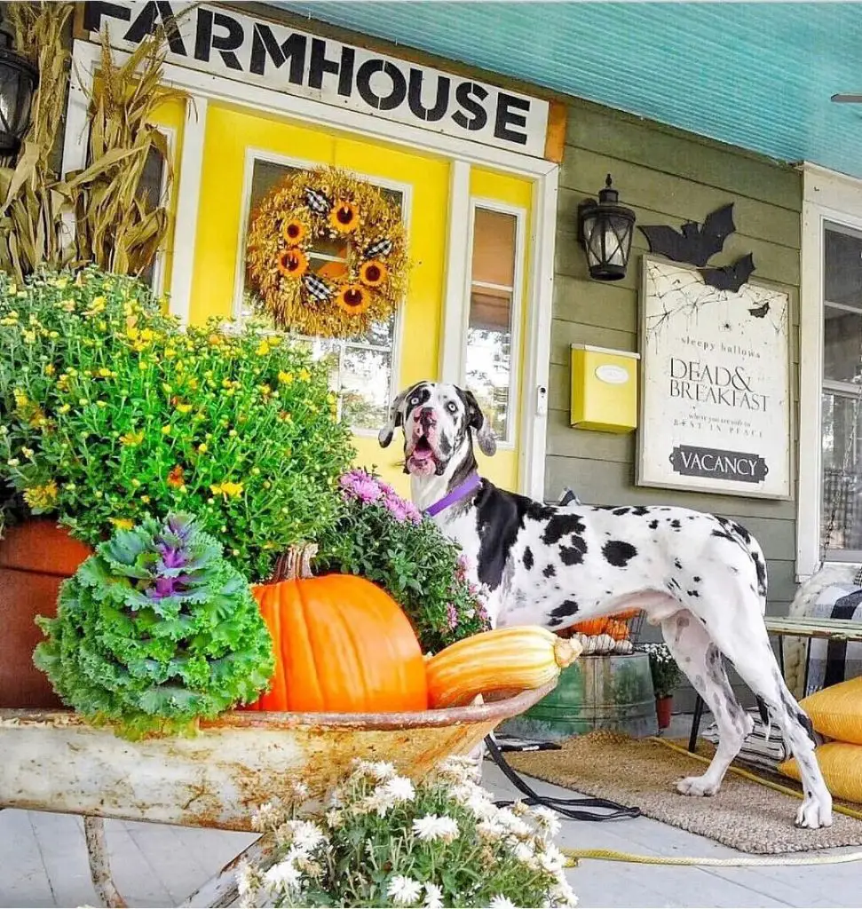 Dalmatian dog on farmhouse porch with fall decor