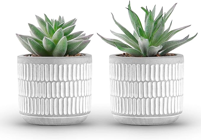 Two small succulent plants in cylindrical pots. The plants have green, fleshy leaves.