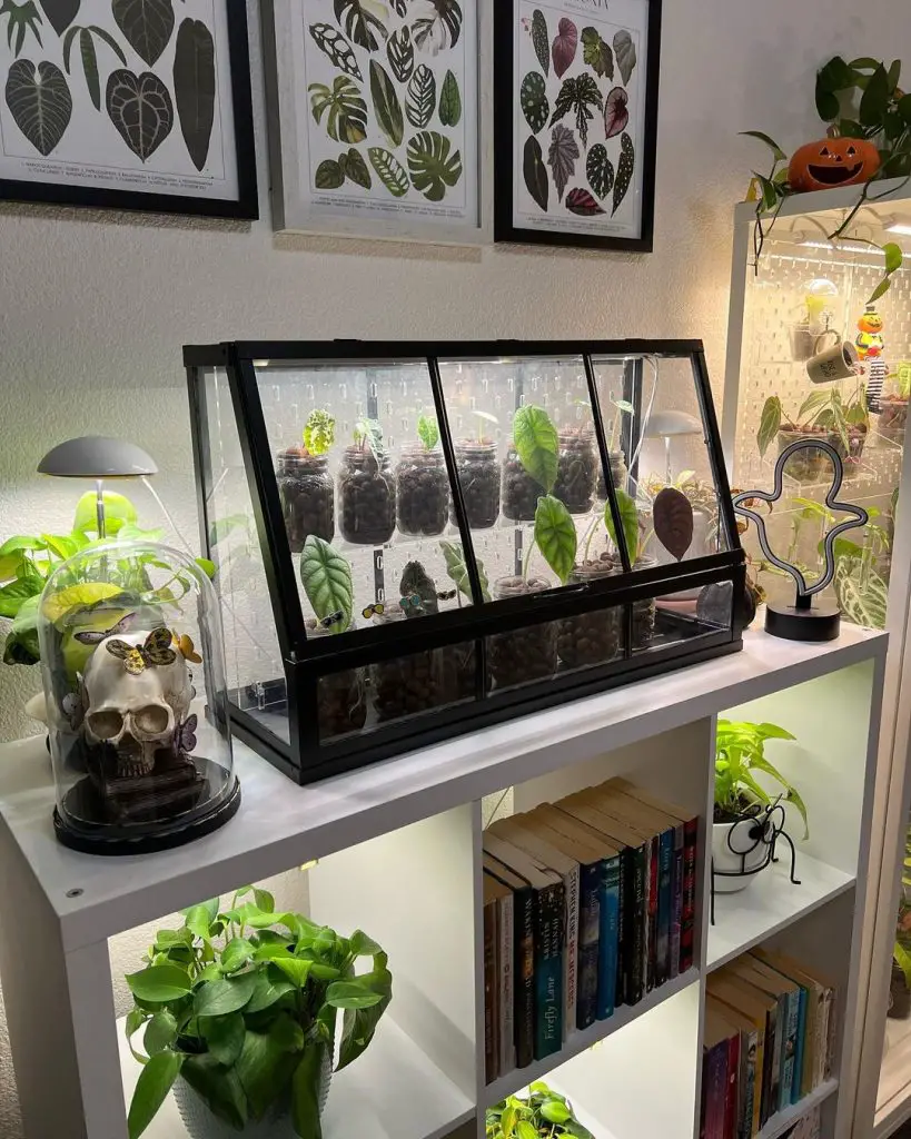 Indoor greenhouse setup with plants, terrariums, and botanical prints