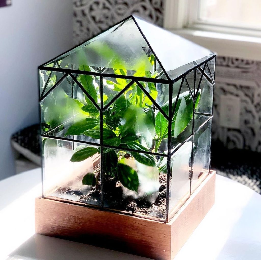 Geometric glass terrarium with tropical plants on wooden base