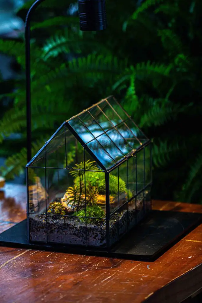 Illuminated mini greenhouse terrarium with mossy plants under ferns