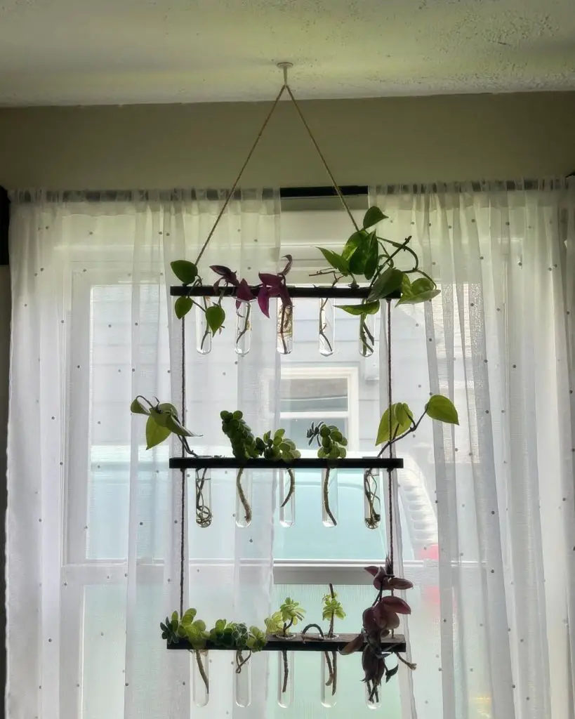 Hanging tiered plant propagation station in sunny window