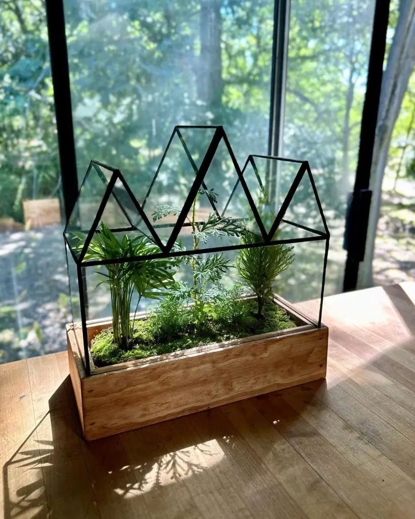 Glass terrarium with plant life shaped like mountain peaks