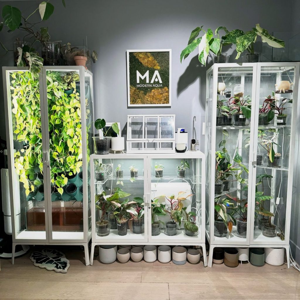 Indoor plant setup with white cabinets filled with various plants and a Modern Aqua sign