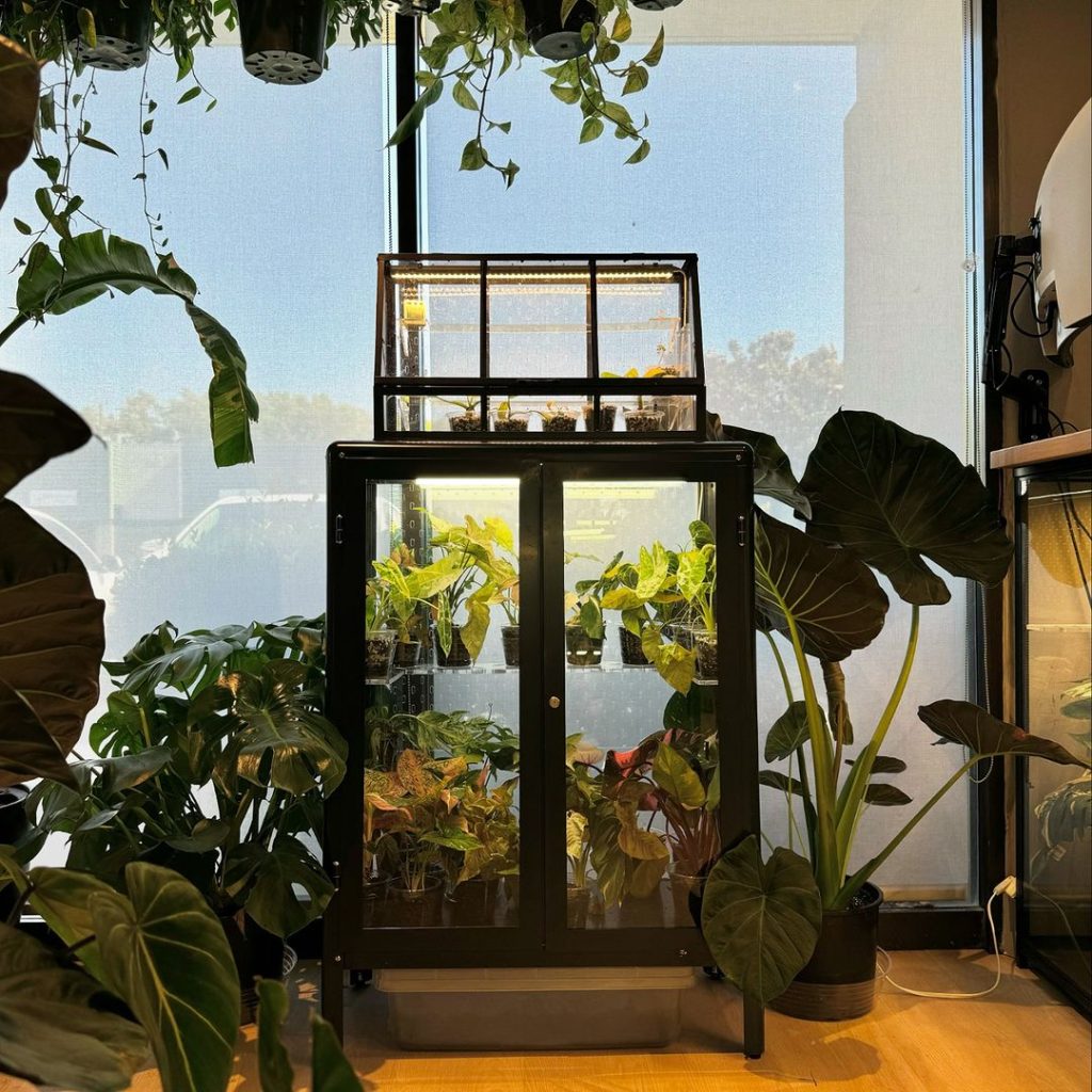 Black greenhouse cabinet surrounded by plants near sunny window