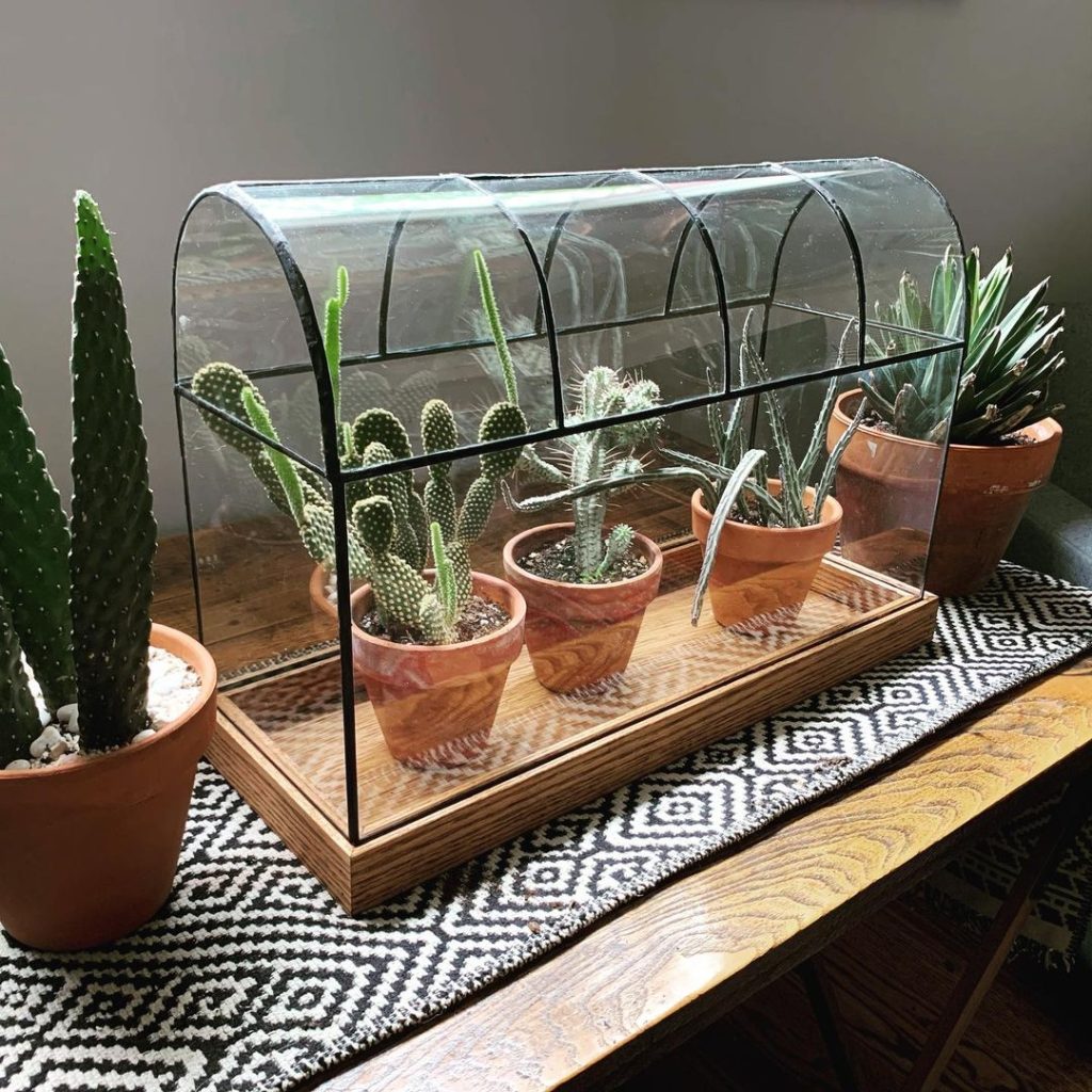 Miniature greenhouse with cacti on patterned rug