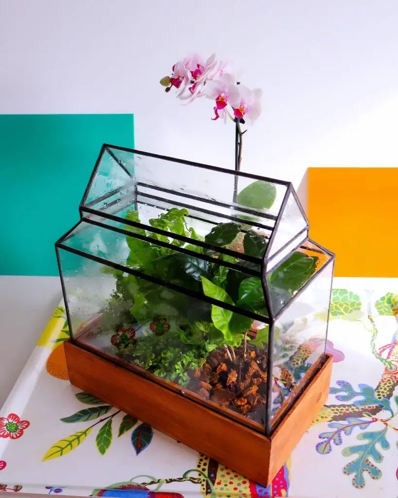 Glass terrarium with tropical plants and orchid on colorful background