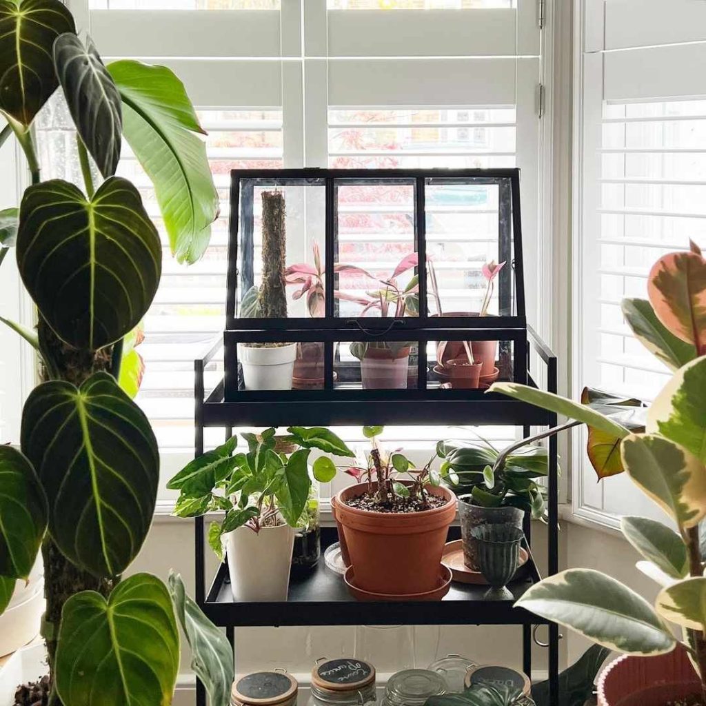 Indoor plant stand with mini greenhouse, surrounded by lush houseplants near a bright window