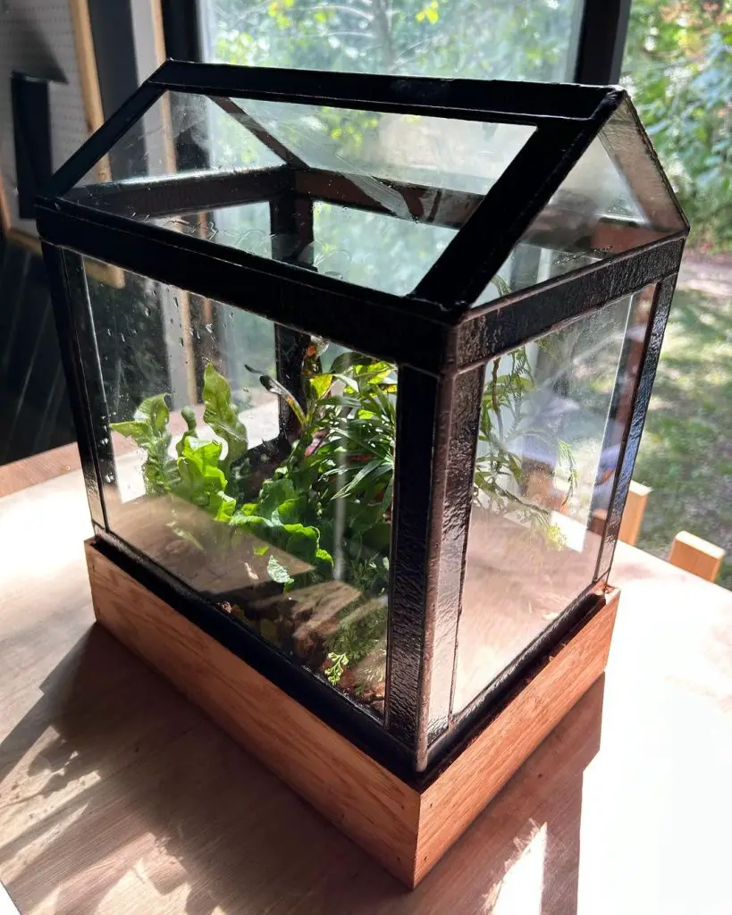 Glass terrarium with tropical plants on wooden base