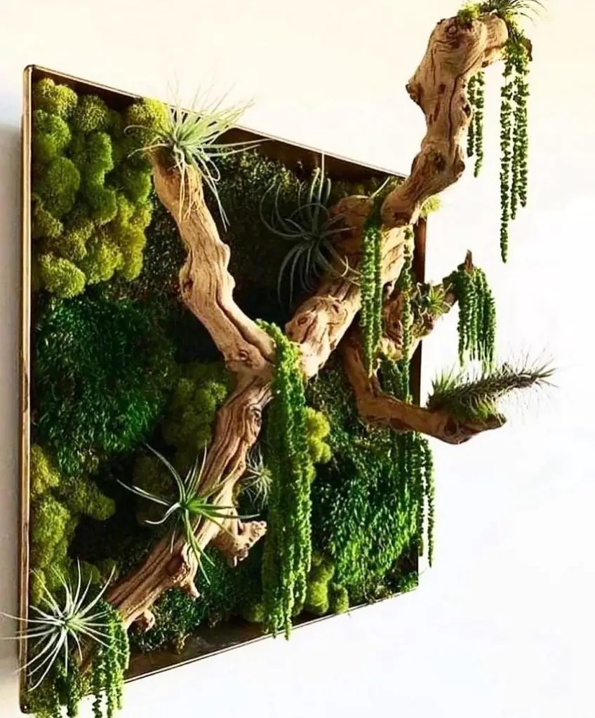 Preserved moss wall art with driftwood and hanging air plants
