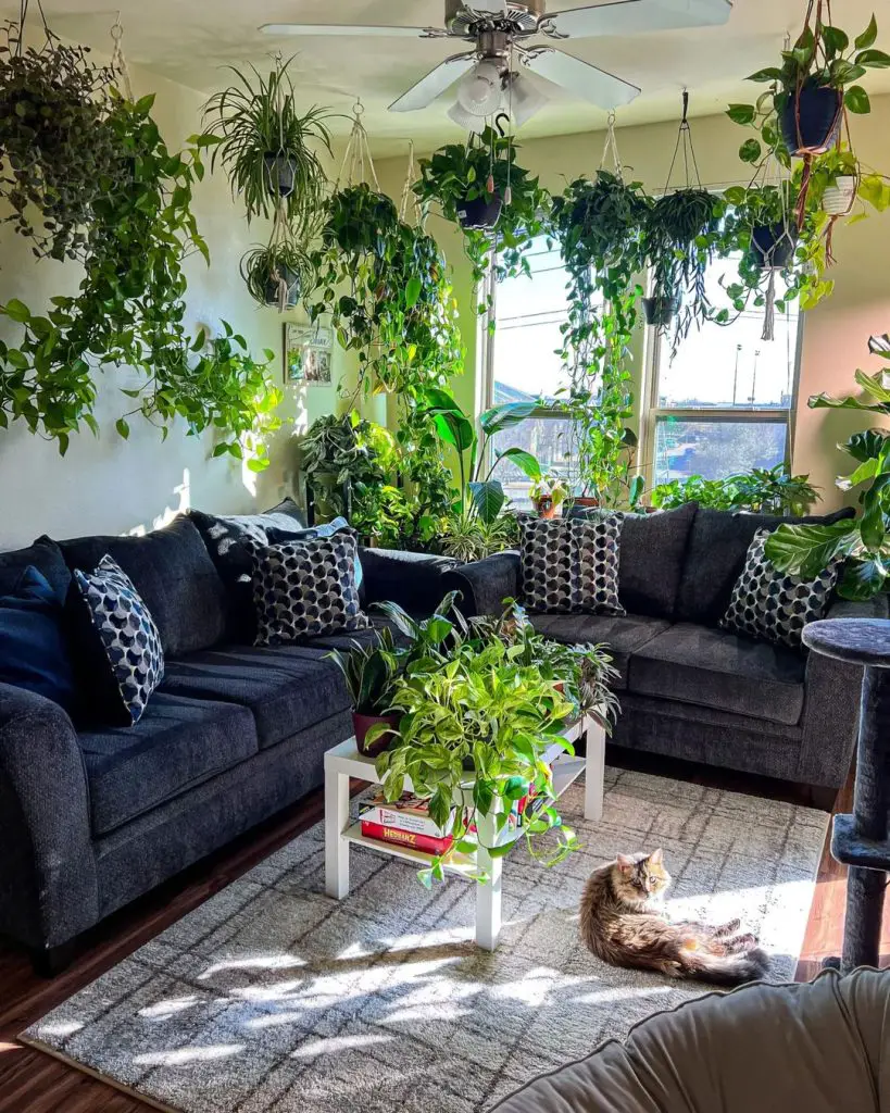 Sunlit living room with navy sectional and abundant hanging plants while cat lounges on gray rug