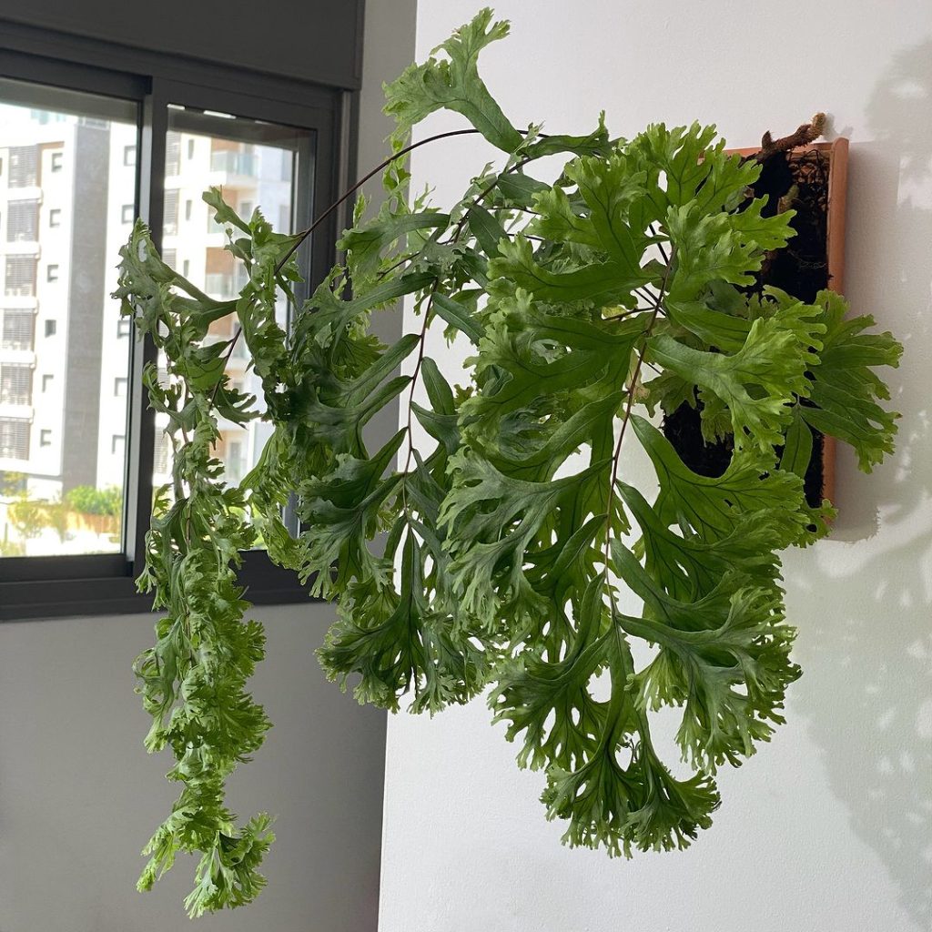 Lush green fern fronds flowing from wall mounted planter near window