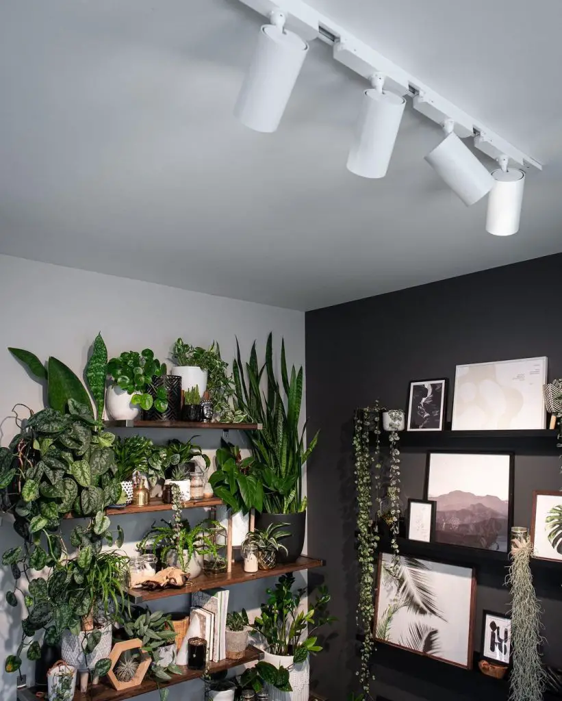 Contemporary plant shelving display with track lighting and monochrome gallery wall featuring tropical greenery